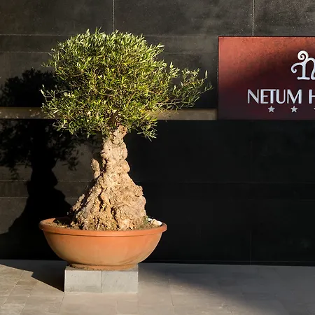 Netum Noto