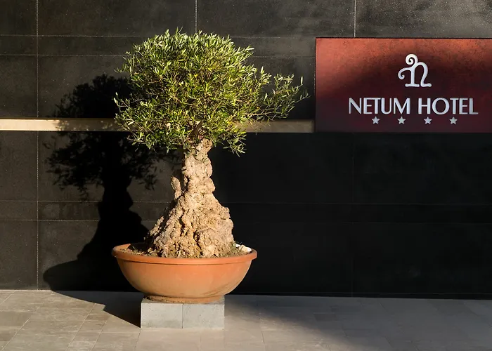 Netum Noto